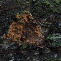 Hymenochaete at Namadgi National Park - 16 May 2016 by KenT