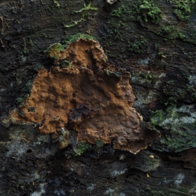 Hymenochaete at Cotter River, ACT - 16 May 2016 by KenT