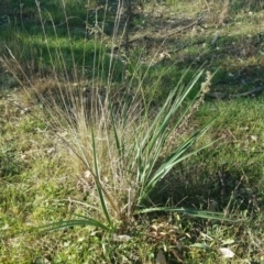 Dianella sp. aff. longifolia (Benambra) at Molonglo River Reserve - 22 May 2016