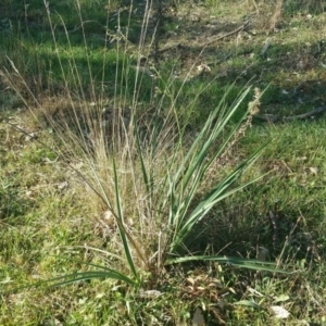 Dianella sp. aff. longifolia (Benambra) at Molonglo River Reserve - 22 May 2016