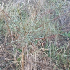 Indigofera adesmiifolia at Hawker, ACT - 22 May 2016