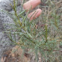 Indigofera adesmiifolia at Hawker, ACT - 22 May 2016 12:00 AM