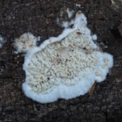 Byssomerulius corium (Netted Crust) at Cotter River, ACT - 16 May 2016 by KenT