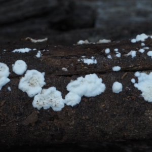 Byssomerulius corium at Cotter River, ACT - 16 May 2016 08:11 AM