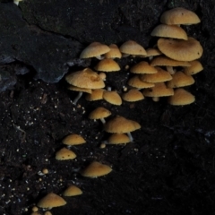 Gymnopilus sp. (Gymnopilus) at Cotter River, ACT - 16 May 2016 by KenT