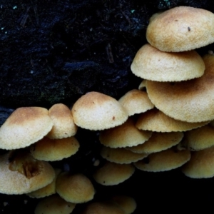 Gymnopilus sp. at Cotter River, ACT - 16 May 2016