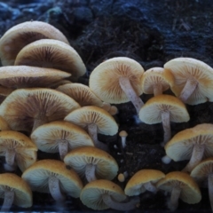 Gymnopilus sp. at Cotter River, ACT - 16 May 2016 08:48 AM