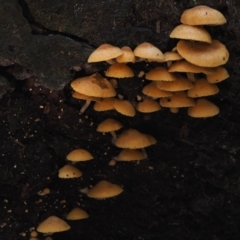 Gymnopilus sp. at Cotter River, ACT - 16 May 2016 08:48 AM