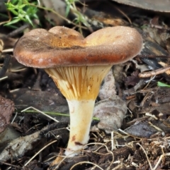 Austropaxillus sp. at Cotter River, ACT - 16 May 2016 by KenT