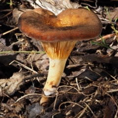 Austropaxillus sp. at Cotter River, ACT - 16 May 2016 09:43 AM