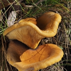 Austropaxillus infundibuliformis group at Uriarra Village, ACT - 16 May 2016 by KenT