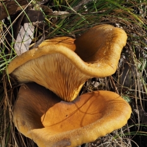 Austropaxillus infundibuliformis group at Uriarra Village, ACT - 16 May 2016