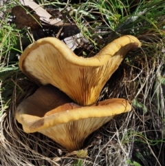 Austropaxillus infundibuliformis group at Uriarra Village, ACT - 16 May 2016 11:32 AM