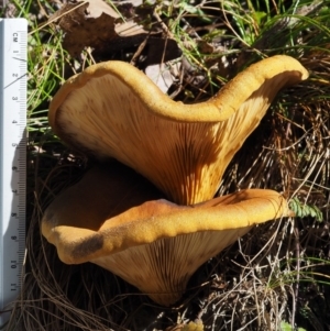 Austropaxillus infundibuliformis group at Uriarra Village, ACT - 16 May 2016 11:32 AM