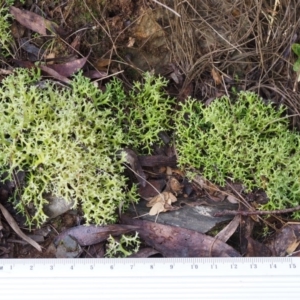 Cladia aggregata at Cotter River, ACT - 16 May 2016