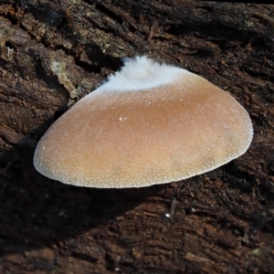 Crepidotus sp. at Cotter River, ACT - 16 May 2016