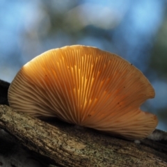 Crepidotus sp. at Cotter River, ACT - 16 May 2016