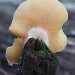 Crepidotus sp. at Cotter River, ACT - 16 May 2016