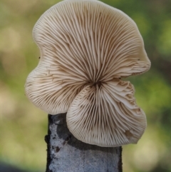 Crepidotus sp. at Cotter River, ACT - 16 May 2016