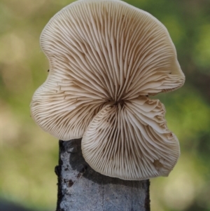 Crepidotus sp. at Cotter River, ACT - 16 May 2016