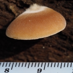 Crepidotus sp. at Cotter River, ACT - 16 May 2016