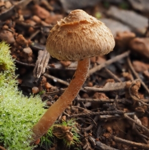 Inocybe sp. at Cotter River, ACT - 16 May 2016