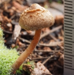 Inocybe sp. at Cotter River, ACT - 16 May 2016 11:39 AM