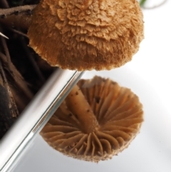 Inocybe sp. at Cotter River, ACT - 16 May 2016