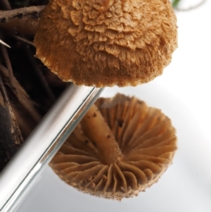 Inocybe sp. at Cotter River, ACT - 16 May 2016