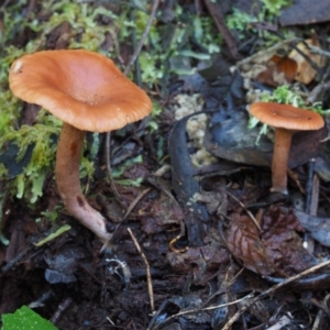 Lactarius s.l. at Cotter River, ACT - 16 May 2016 01:34 PM