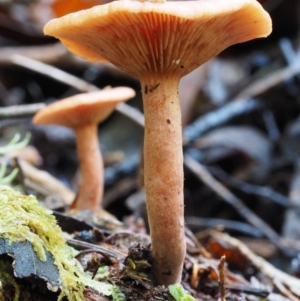 Lactarius s.l. at Cotter River, ACT - 16 May 2016 01:34 PM