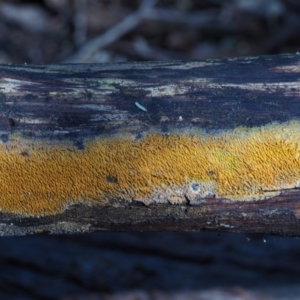 Mycoacia at Cotter River, ACT - 16 May 2016