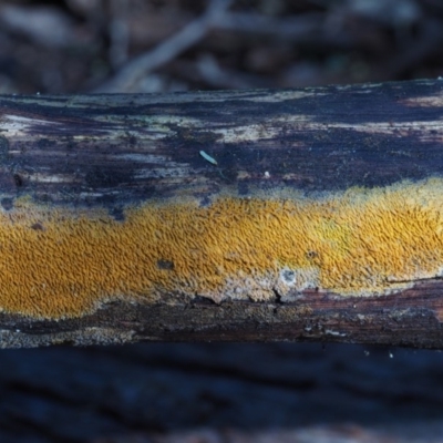 Mycoacia at Cotter River, ACT - 16 May 2016 by KenT