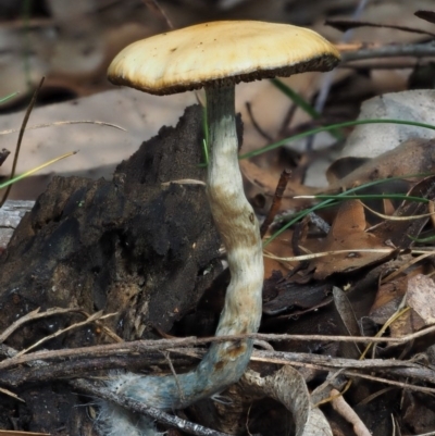Psilocybe sp. (Psilocybe) by KenT