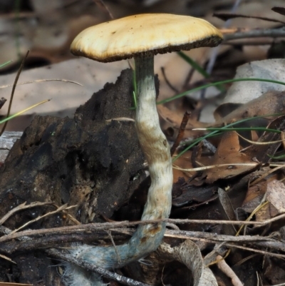 Psilocybe sp. (Psilocybe) at Lower Cotter Catchment - 16 May 2016 by KenT