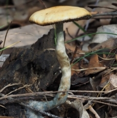 Psilocybe sp. (Psilocybe) at Cotter River, ACT - 16 May 2016 by KenT