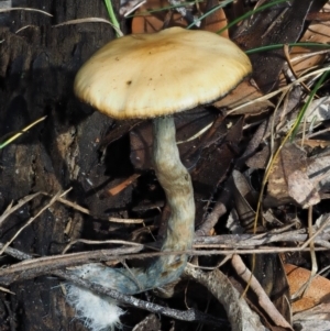 Psilocybe sp. at suppressed - suppressed