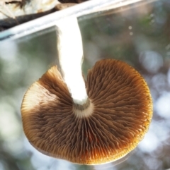 Psilocybe sp. at suppressed - suppressed