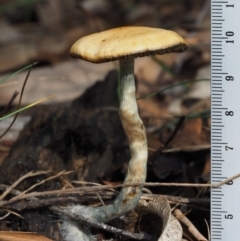 Psilocybe sp. at suppressed - suppressed