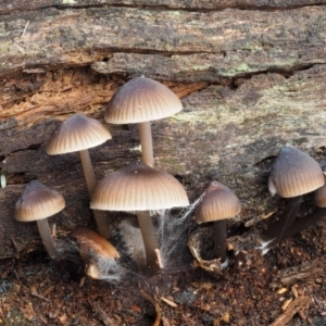 Mycena sp. at Cotter River, ACT - 16 May 2016