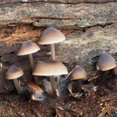 Mycena sp. (Mycena) at Cotter River, ACT - 16 May 2016 by KenT