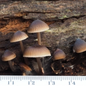 Mycena sp. at Cotter River, ACT - 16 May 2016