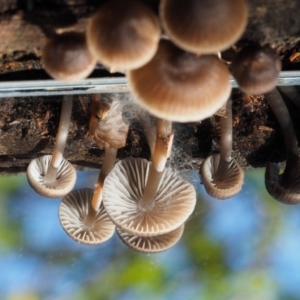 Mycena sp. at Cotter River, ACT - 16 May 2016