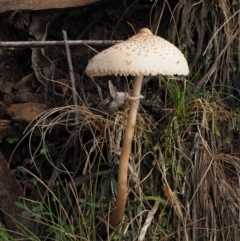 Macrolepiota clelandii (Macrolepiota clelandii) at Cotter River, ACT - 16 May 2016 by KenT