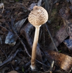 Macrolepiota clelandii at Cotter River, ACT - 16 May 2016 11:54 AM