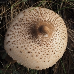 Macrolepiota clelandii at Cotter River, ACT - 16 May 2016 11:54 AM