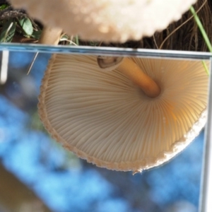 Macrolepiota clelandii at Cotter River, ACT - 16 May 2016 11:54 AM