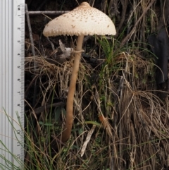 Macrolepiota clelandii at Cotter River, ACT - 16 May 2016 11:54 AM