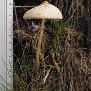 Macrolepiota clelandii at Cotter River, ACT - 16 May 2016 11:54 AM