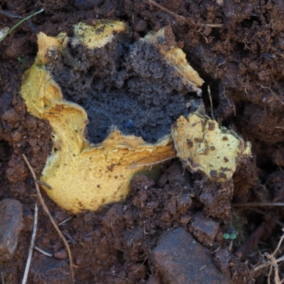 Scleroderma sp. (Scleroderma) at Namadgi National Park - 16 May 2016 by KenT